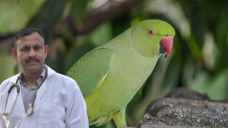 parrot diet India