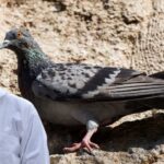 signs your pigeon is sick