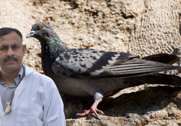 signs your pigeon is sick