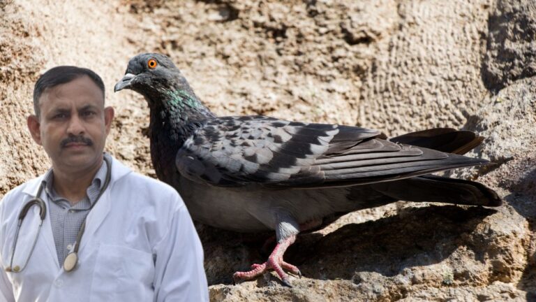 signs your pigeon is sick