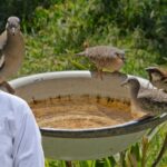 summer tips for birds