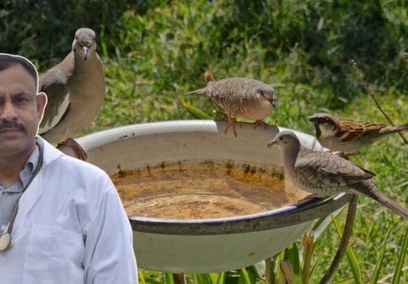 summer tips for birds