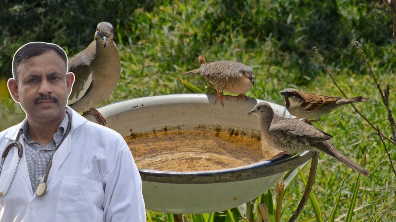 summer tips for birds