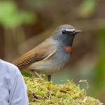 toxic foods for birds