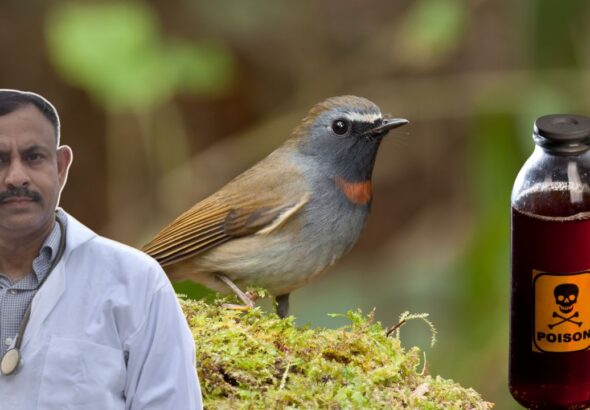 toxic foods for birds