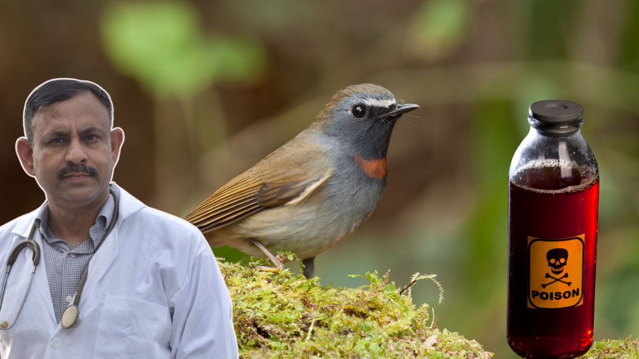 toxic foods for birds