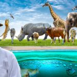 vegetarian wild animals