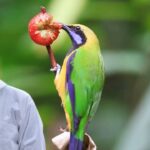 why is my bird not eating