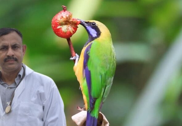 why is my bird not eating