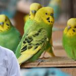Budgerigar fluffing feathers