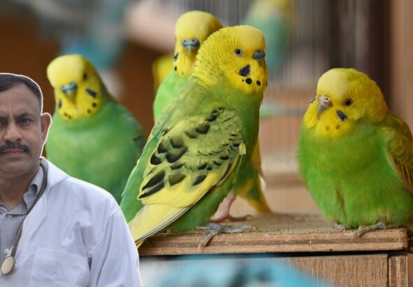 Budgerigar fluffing feathers
