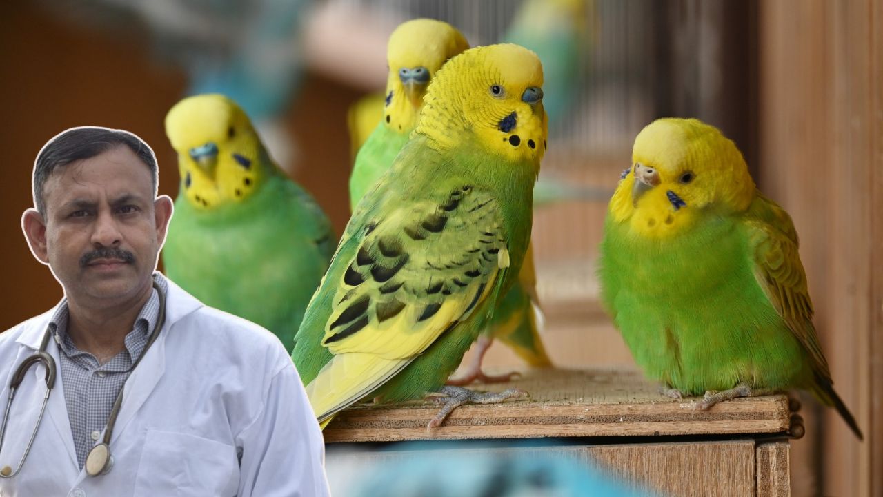 Budgerigar fluffing feathers