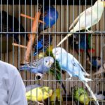 Budgie Care Tips