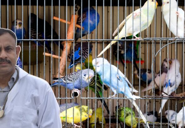 Budgie Care Tips