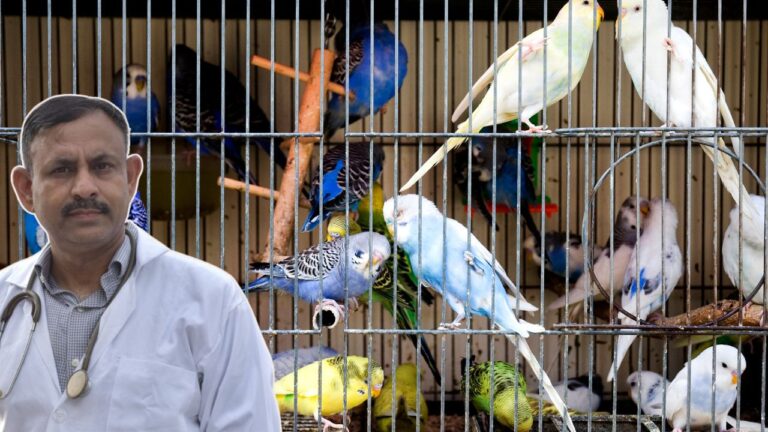 Budgie Care Tips