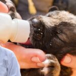 Can Dogs Drink Milk Every Day