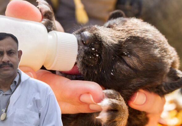 Can Dogs Drink Milk Every Day
