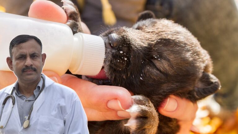 Can Dogs Drink Milk Every Day