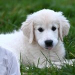 Dog Care Tips