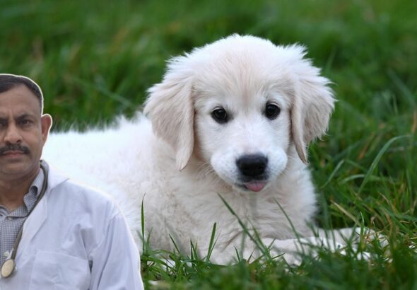 Dog Care Tips