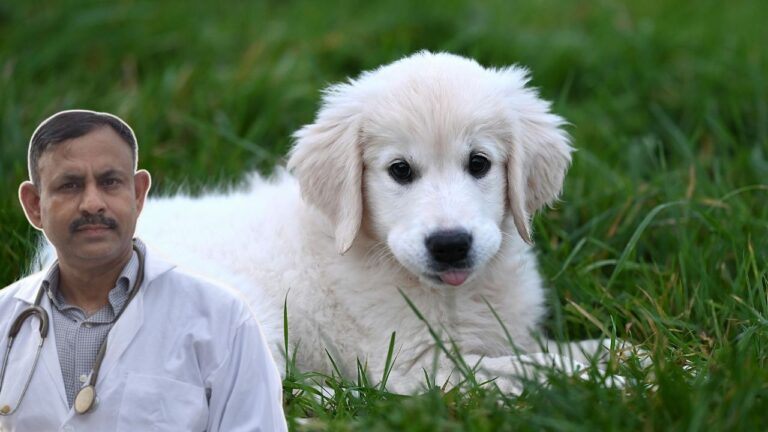 Dog Care Tips