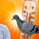 How Much Heat Can a Pigeon Tolerate in Summer