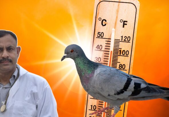 How Much Heat Can a Pigeon Tolerate in Summer