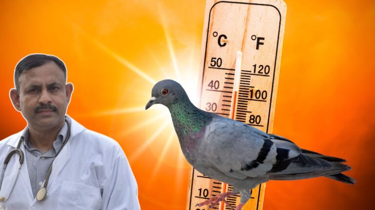How Much Heat Can a Pigeon Tolerate in Summer