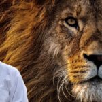 How many days can a lion survive without food?