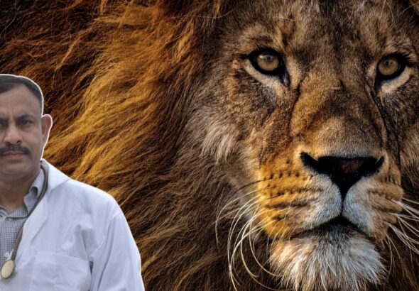 How many days can a lion survive without food?