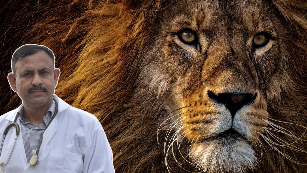 How many days can a lion survive without food?