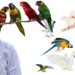 Most Popular Pet Bird in India,