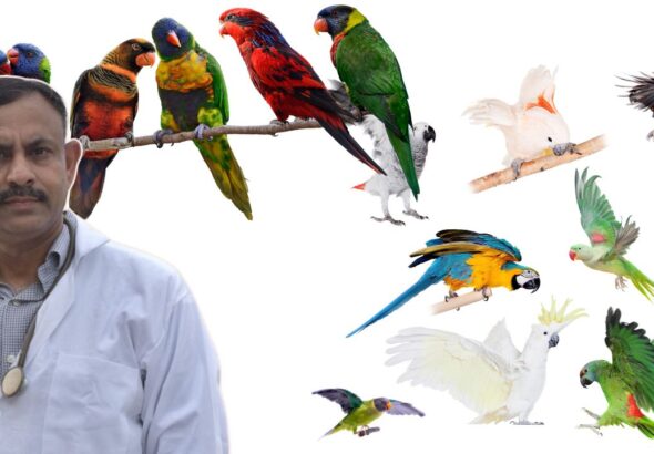 Most Popular Pet Bird in India,