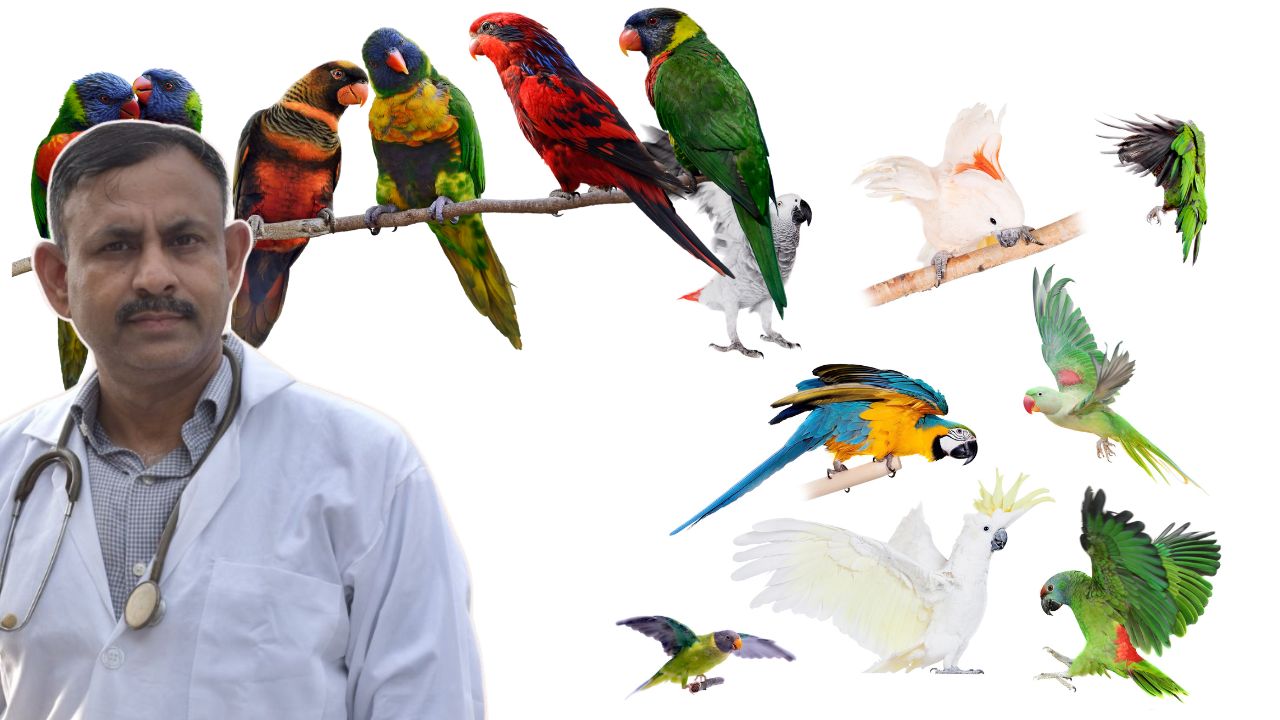 Most Popular Pet Bird in India,