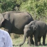Most Powerful Wild Animals