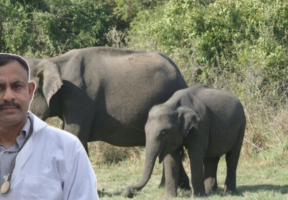 Most Powerful Wild Animals