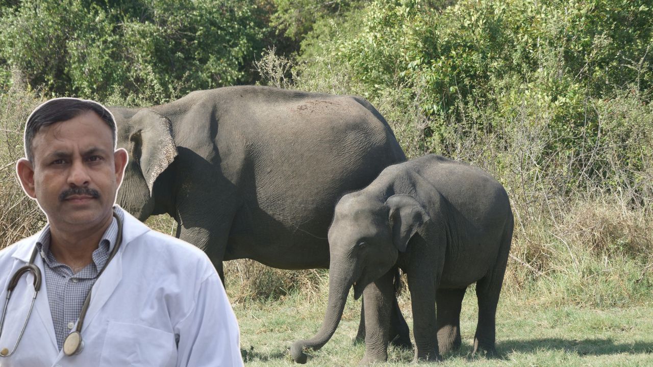 Most Powerful Wild Animals