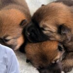 Newborn Puppy Care Tips