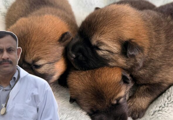 Newborn Puppy Care Tips