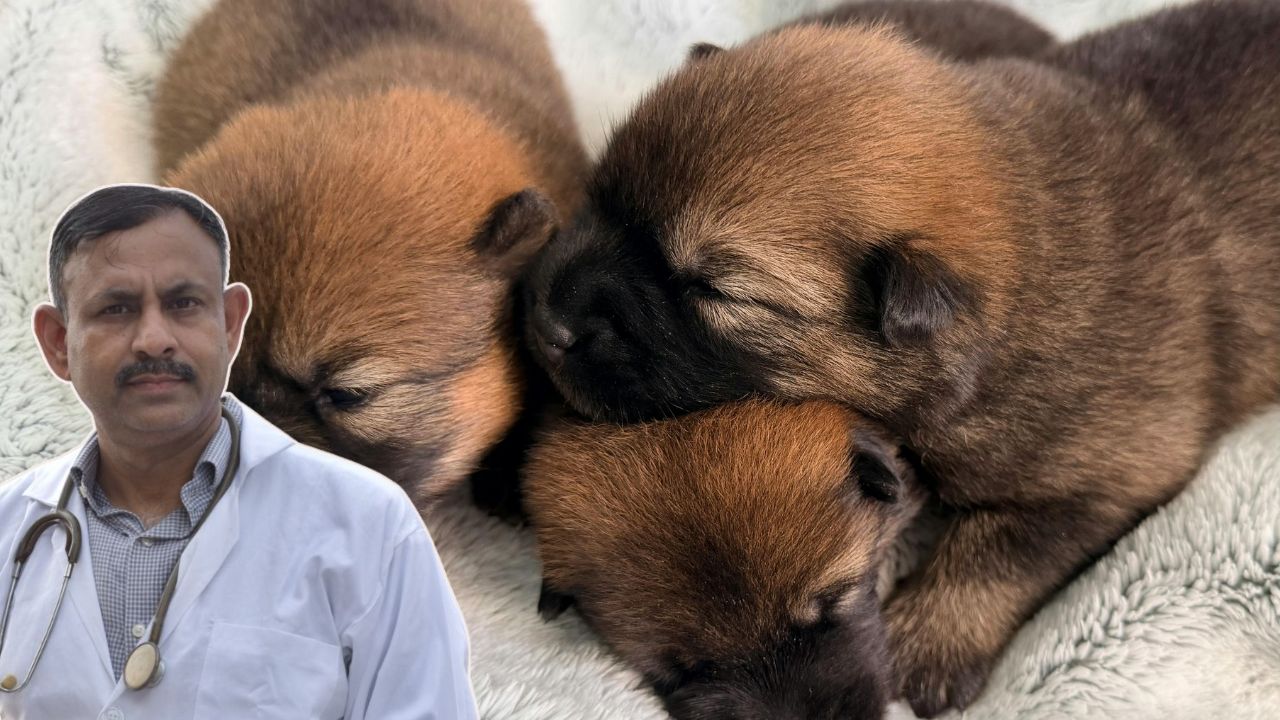 Newborn Puppy Care Tips