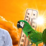 Parrot Heatwave Care
