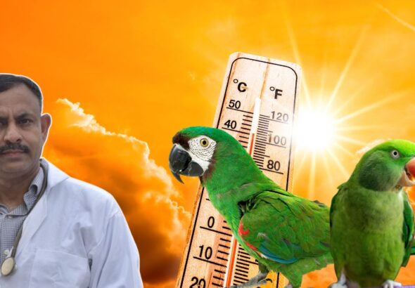 Parrot Heatwave Care