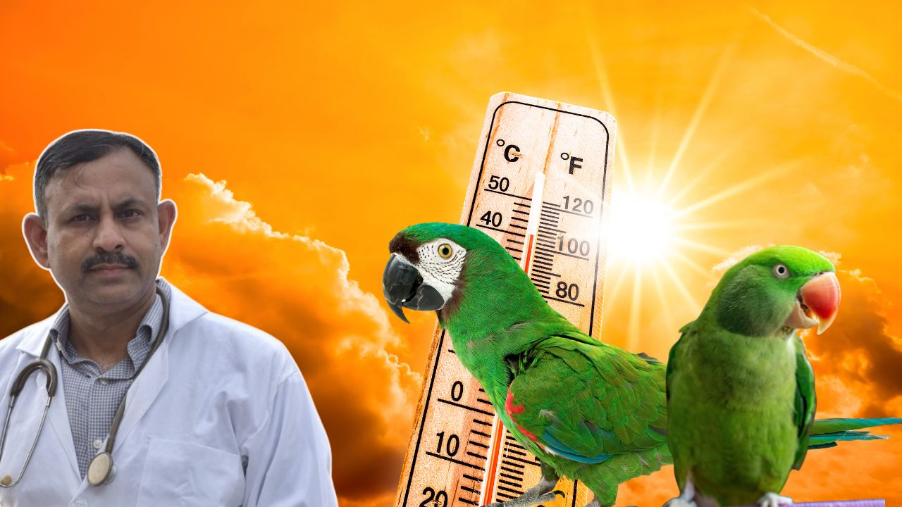 Parrot Heatwave Care
