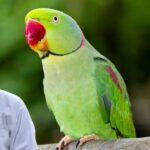 Parrot Mimic Human Voice