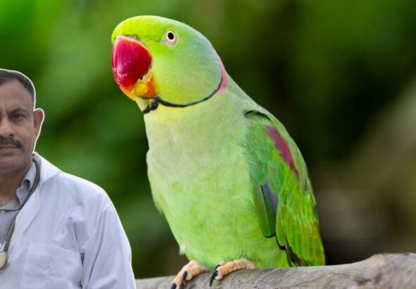 Parrot Mimic Human Voice