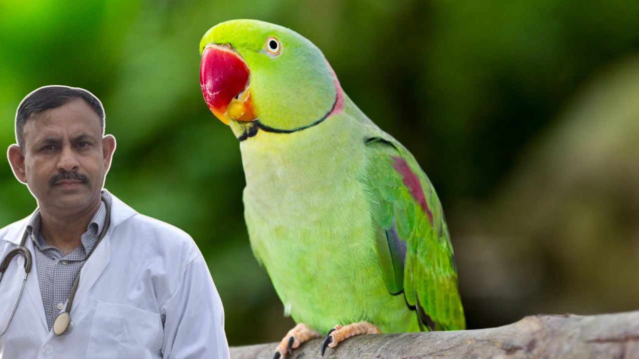 Parrot Mimic Human Voice