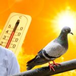 Pigeon Care in Summer