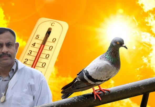 Pigeon Care in Summer
