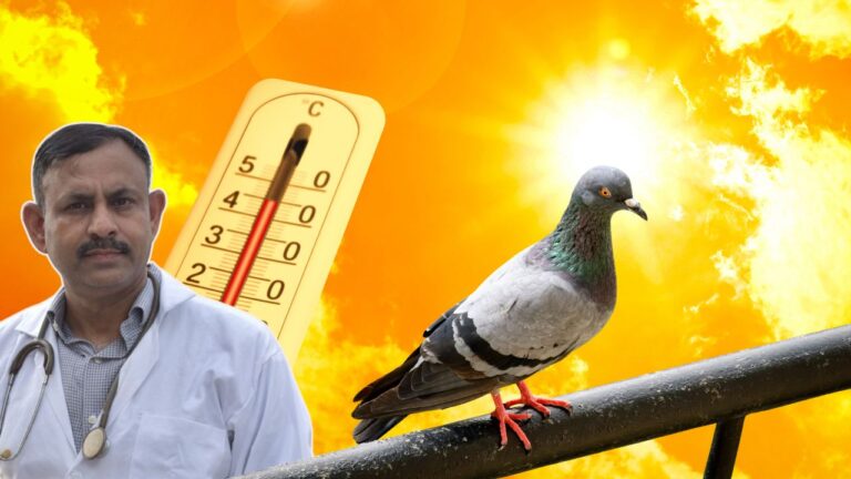 Pigeon Care in Summer