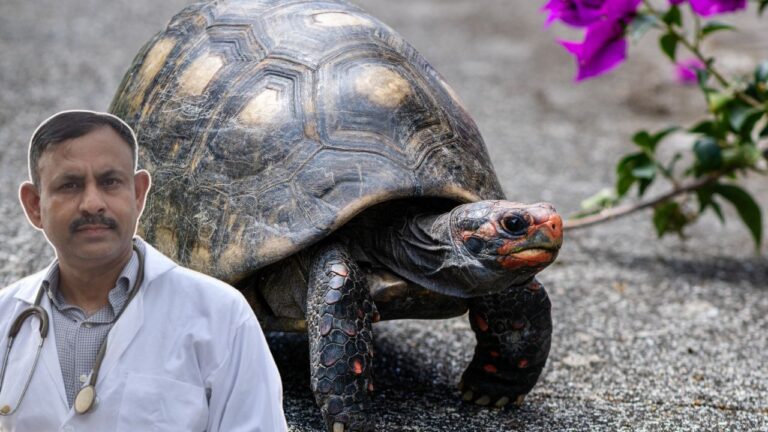 Turtle